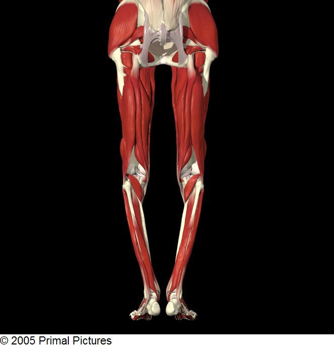 Hamstring muscle group, viewed from the back (posterior view)